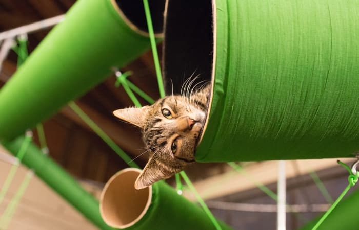 A tabby cat rests in one of the tubes in the Cat Aviary.
