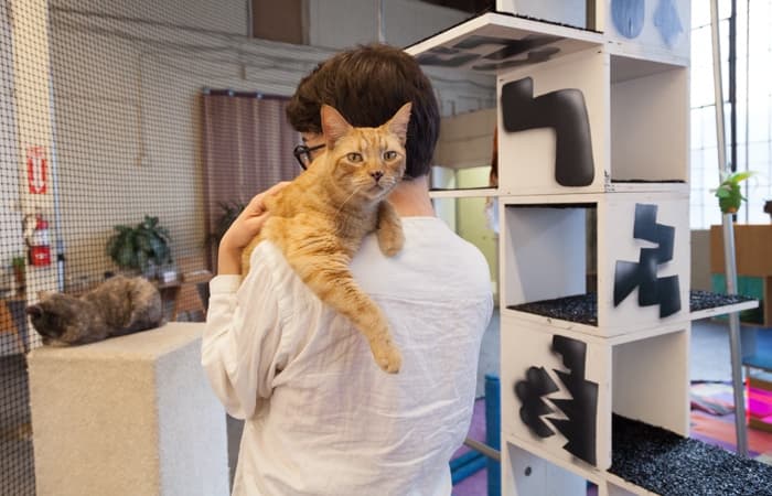 An orange tabby gets a hug from an admiring fan while a floofy cats naps on a pedestal.