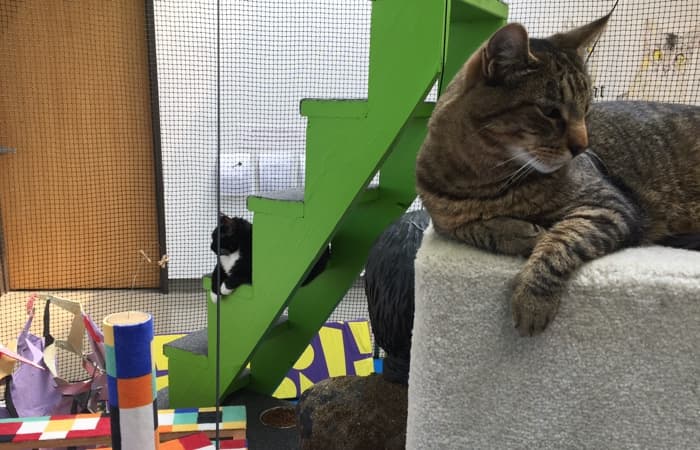 A tabby rests on a pedestal while a black and white cats rests on Dane Johnson's stairs.