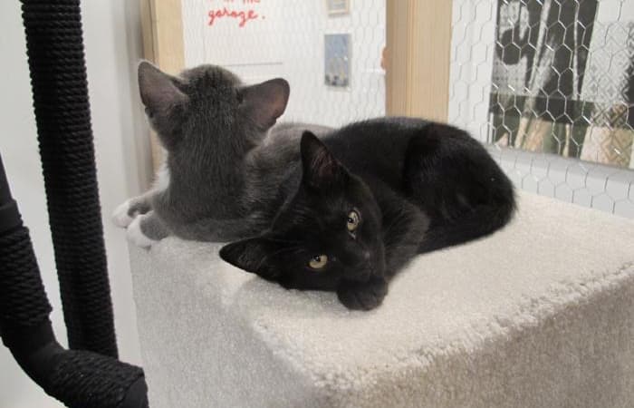 Two kittens lay side by side on pedestal.