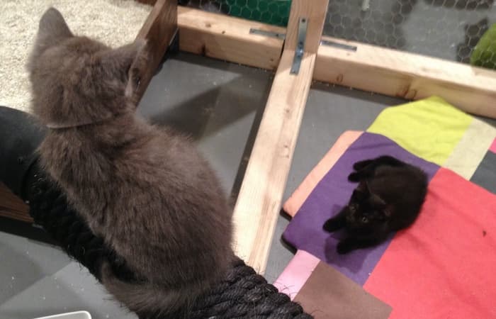 A gray kitten looks down on a black kitten laying on a Ruth Root mat.